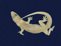 藏品(史丹吉氏蝎虎)的圖片